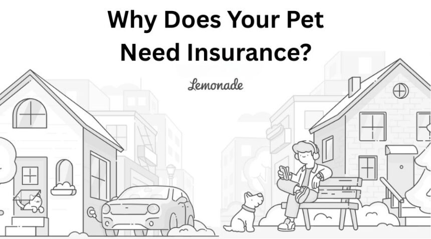 Pet Insurance Needed By Your Furry Member
